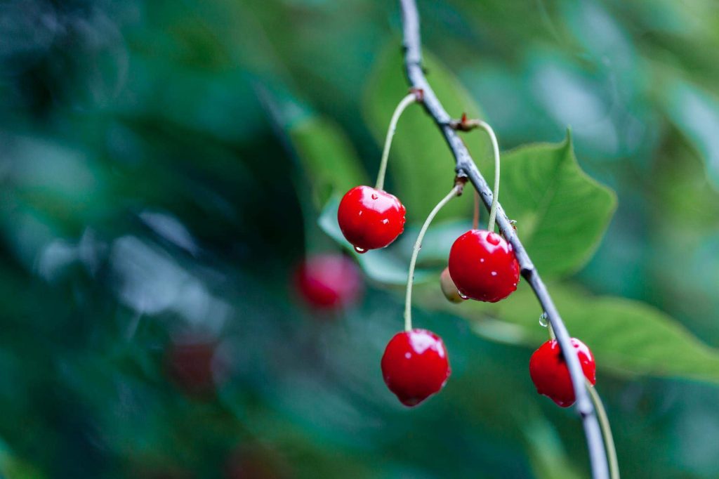 Planter cerisier: secrets pour des cerises parfaites